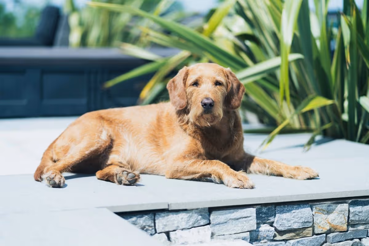 A wire-haired ginger dog lies in the sun on a stone patio.